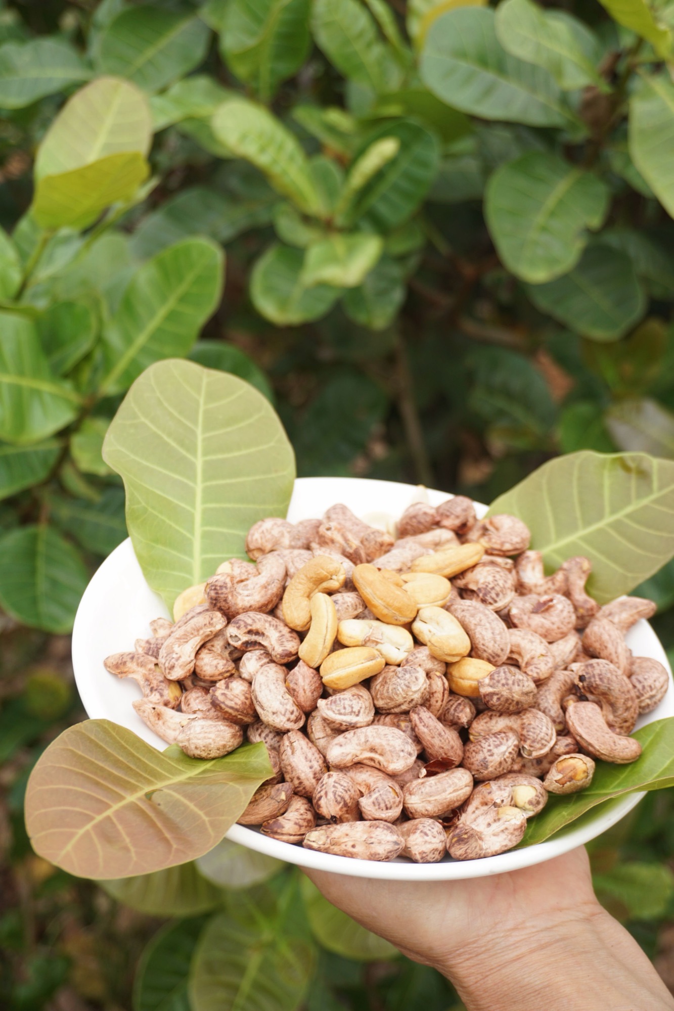 Cashew nuts