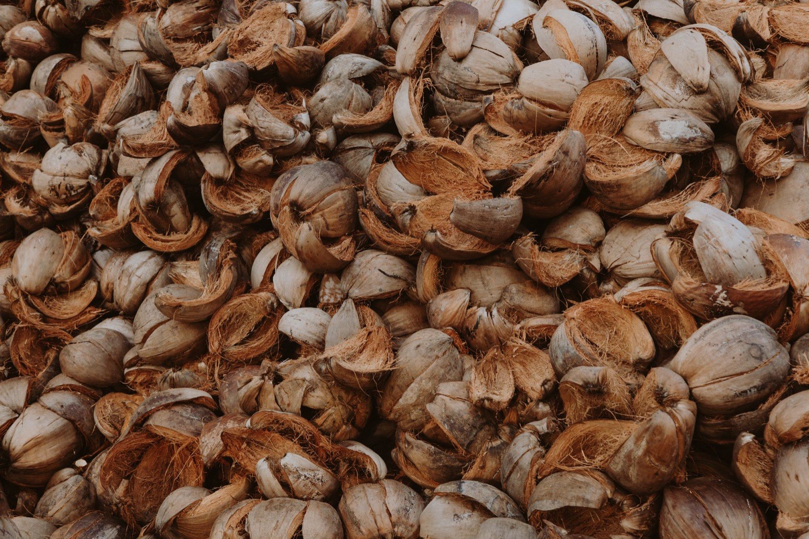 A pile of dried coconut shells