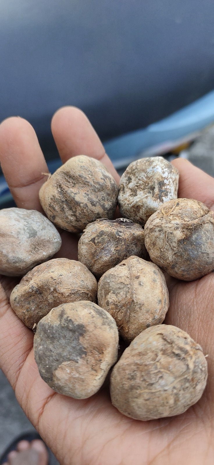 Candlenut